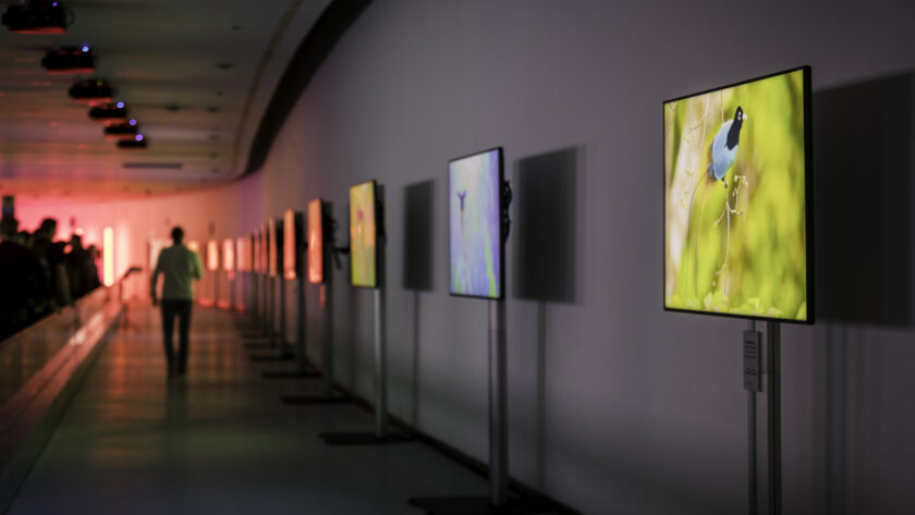 Windowsight Art Gallery Content for Digital Signage (Image: Windowsight)
