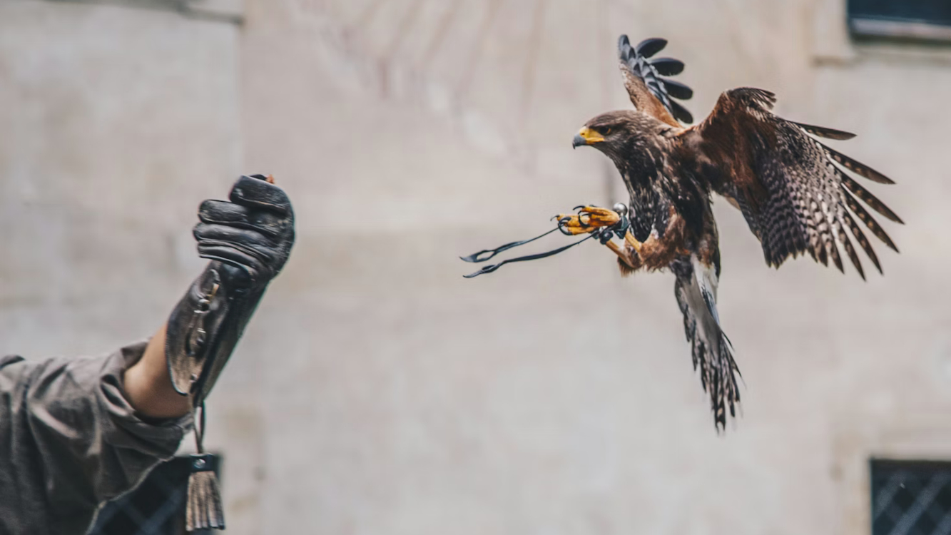 Falcon vs Pigeon at ISE 2026 (Image: Kamil Szumotalski / Unsplash)