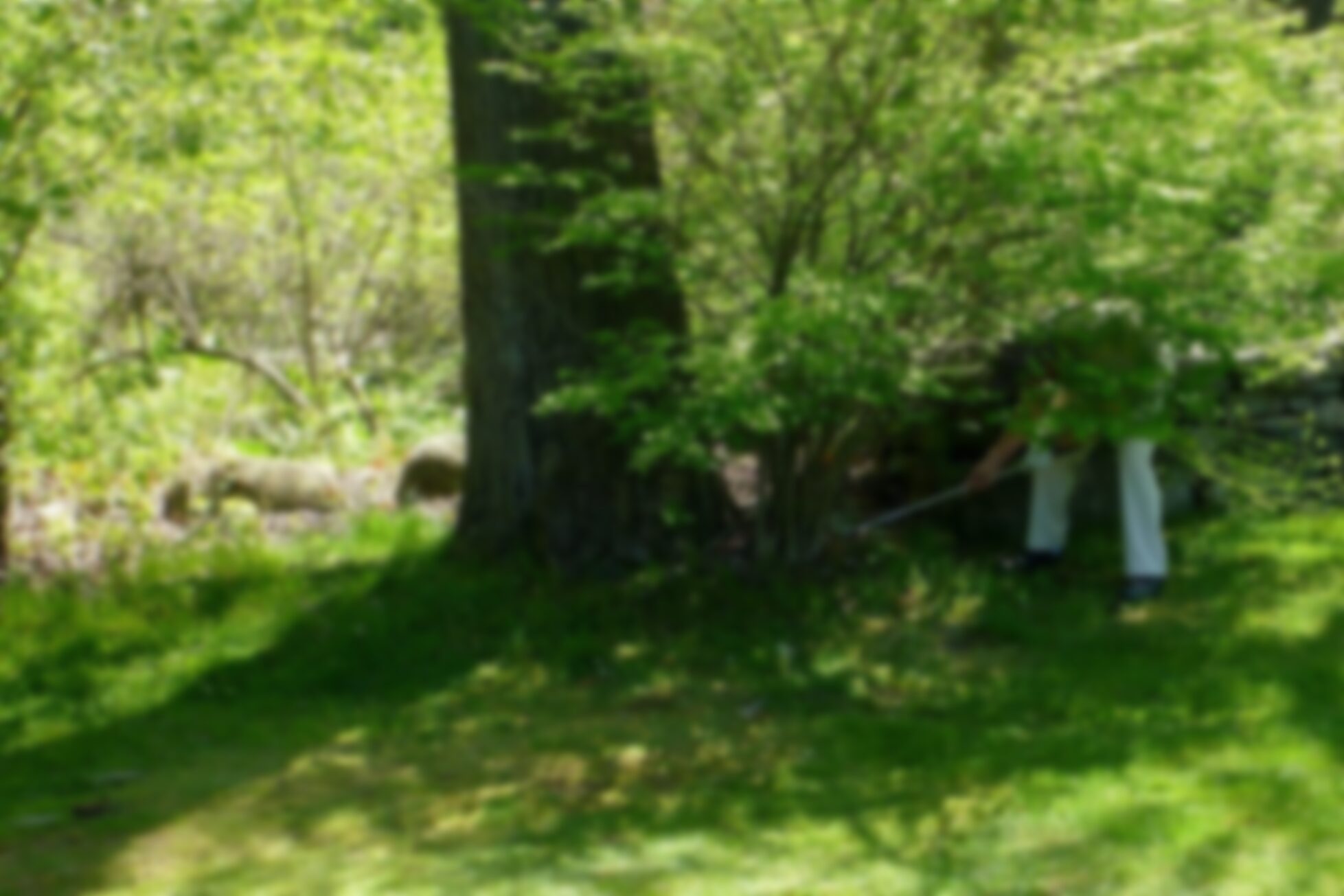 Gone Foraging In The Woods (Golfing)