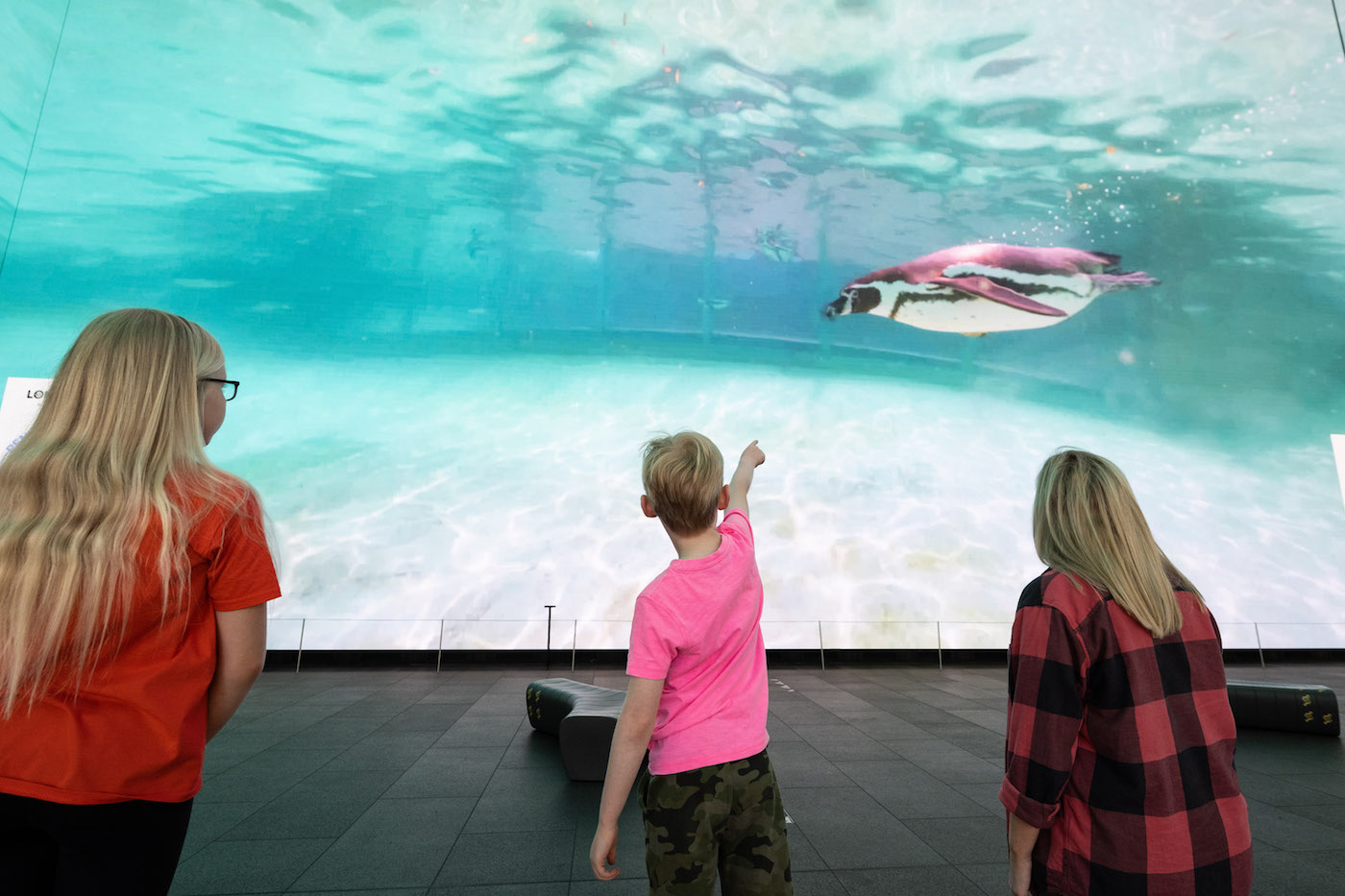 Exhibit Brings The Underwater World Of Penguins To London High Street - Photo: Jeff Spicer/PA Media Assignments